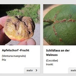 Pflanze krank? Was hat sie? Was kann ich tun?    