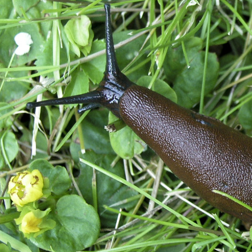 Schnecken – die große Plage im Garten    