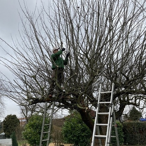 Schnittfehler an Obstgeh&ouml;lzen &ndash; Kennen und verstehen lernen &nbsp; &nbsp;