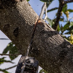Winterschnitt am Obstbaum (Praxis)