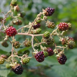 Beerenobst für den Kleingarten